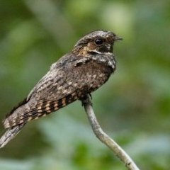 whippoorwill