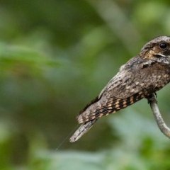 whippoorwill